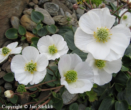 Ranunculus parnassifolius, herttaleinikki